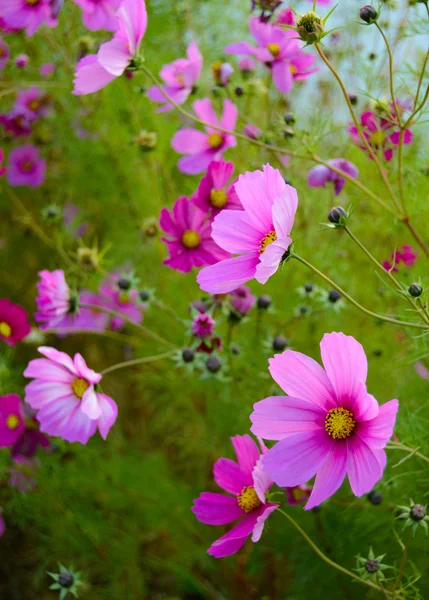 Leuchtend schöne rosa Blumen auf dem grün verschwommenen Hintergrund — Stockfoto