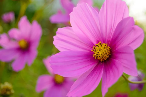 Brillantes hermosas flores rosadas en el fondo borroso verde — Foto de Stock