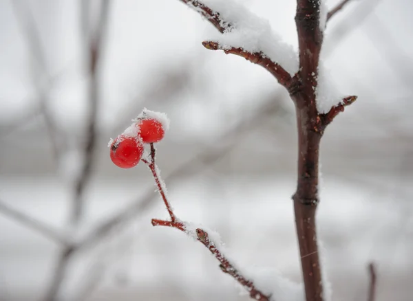 Röda Rönnbär täckt av nysnö — Stockfoto