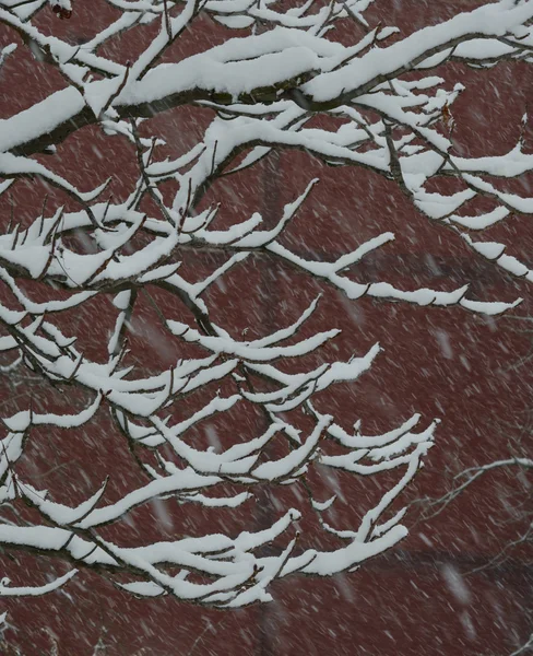 Branches nues congelées recouvertes de neige fraîche — Photo