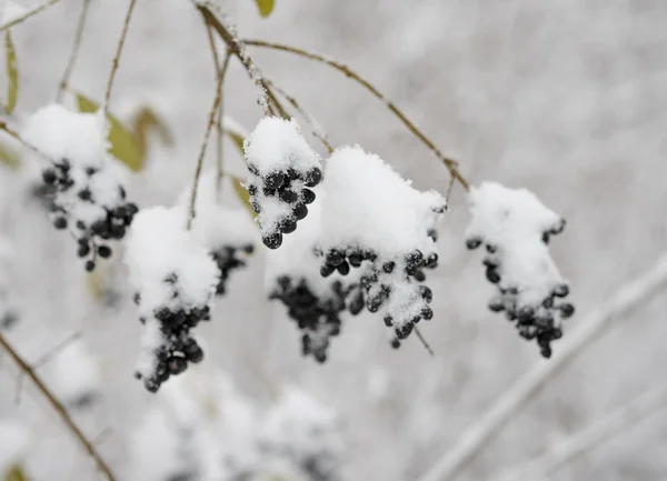 Bagas de ancião preto cobertas com neve fresca — Fotografia de Stock