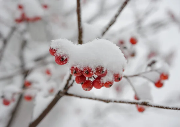 Baies de Rowan rouge recouvertes de neige fraîche — Photo