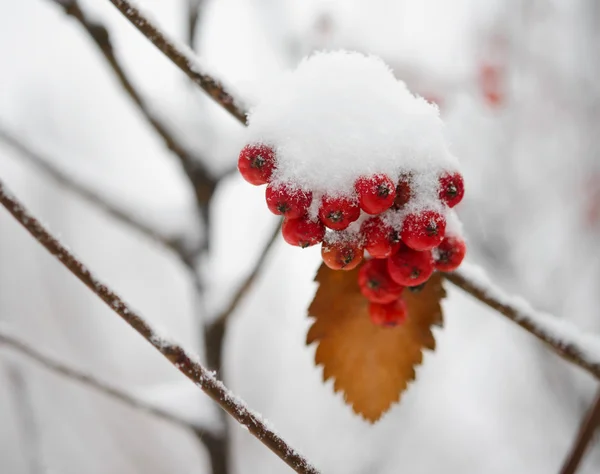 Rode Rowan bessen bedekt met verse sneeuw — Stockfoto