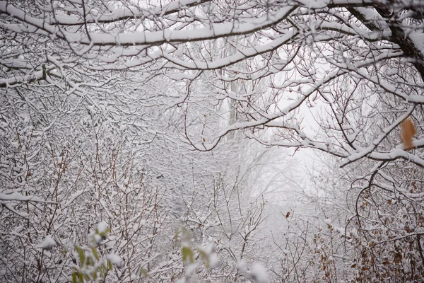 Bare Frozen Branches Covered with Fresh Snow — Stock Photo, Image
