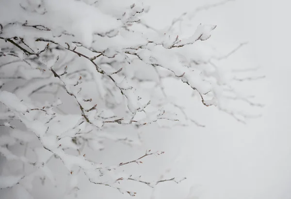 新鮮な雪で覆われた冷凍の裸の枝 — ストック写真