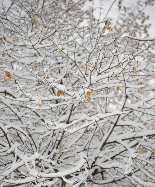 新鮮な雪で覆われた冷凍の裸の枝 — ストック写真