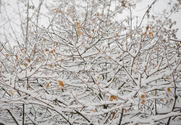 Ramas congeladas desnudas cubiertas con nieve fresca — Foto de Stock