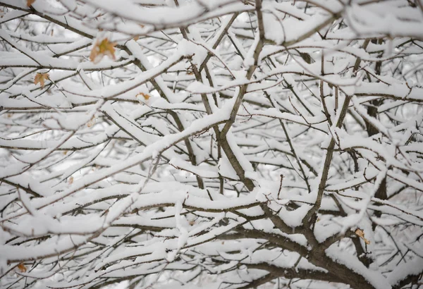 Branches nuas congeladas cobertas com neve fresca — Fotografia de Stock