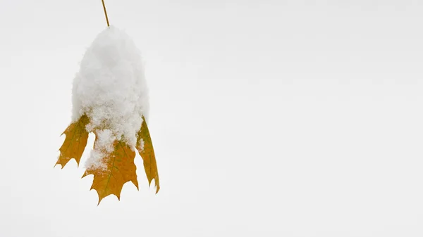 Geel blad bedekt met sneeuw. Kerstmis achtergrond — Stockfoto