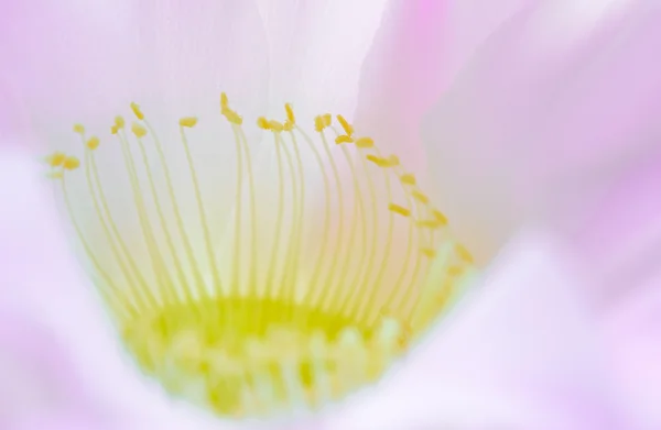 아름 다운 핑크 선인장 꽃의 근접 촬영 이미지 — 스톡 사진