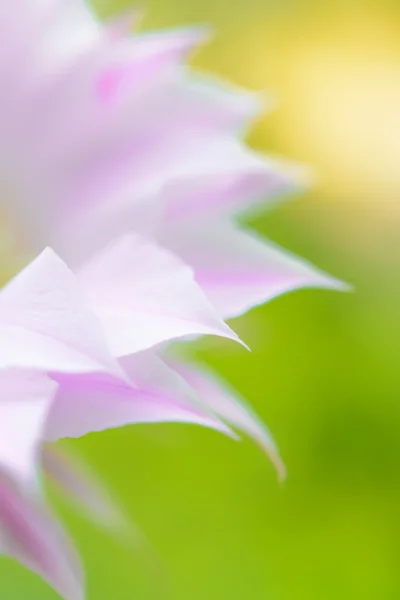 Imagem de close-up da bela flor de cacto rosa no fundo verde — Fotografia de Stock