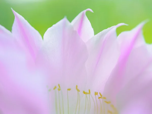 Крупный план изображения красивого розового цветка кактуса на зеленом фоне — стоковое фото