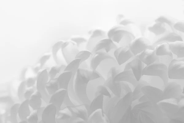 Zamknij się obraz piękny różowy kwiat chryzantemy — Zdjęcie stockowe