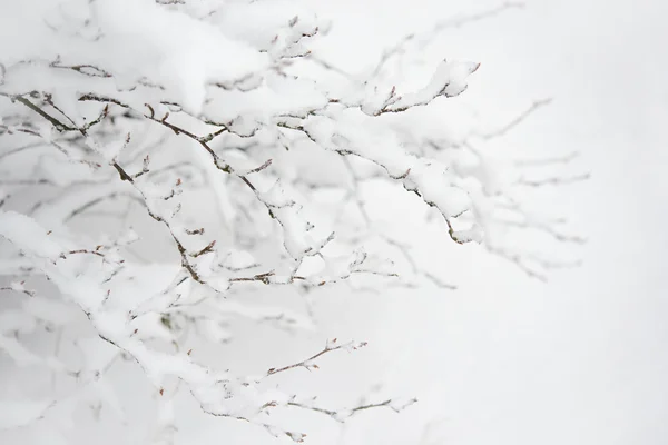 Rami ghiacciati nudi coperti di neve fresca. Paesaggio invernale — Foto Stock