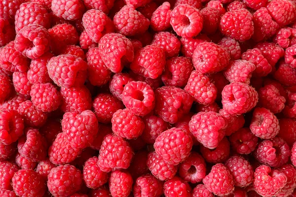 Beau fond d'été rouge de framboises juteuses — Photo