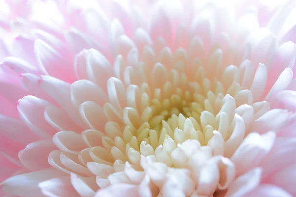 Close Up Imagem da bela flor de crisântemo rosa — Fotografia de Stock