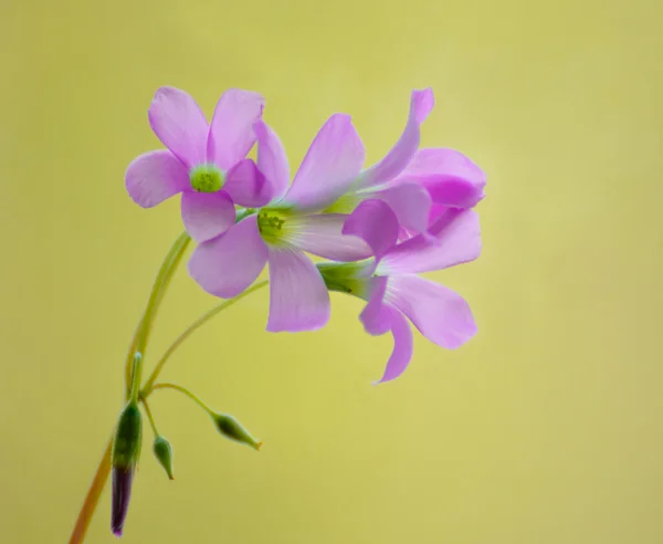 Flores pequenas bonitas da azeda rosa no fundo verde — Fotografia de Stock