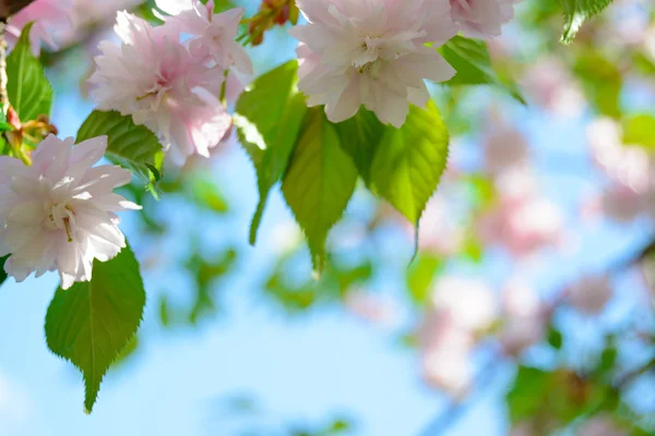 Kwiaty różowe Sakura. Tło wiosna — Zdjęcie stockowe