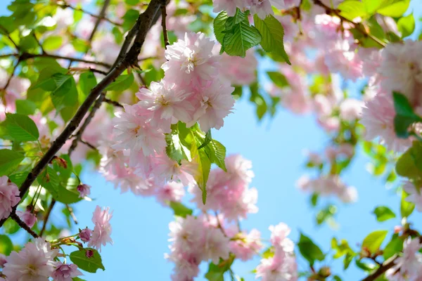 Roze Sakura bloemen. Voorjaar achtergrond — Stockfoto