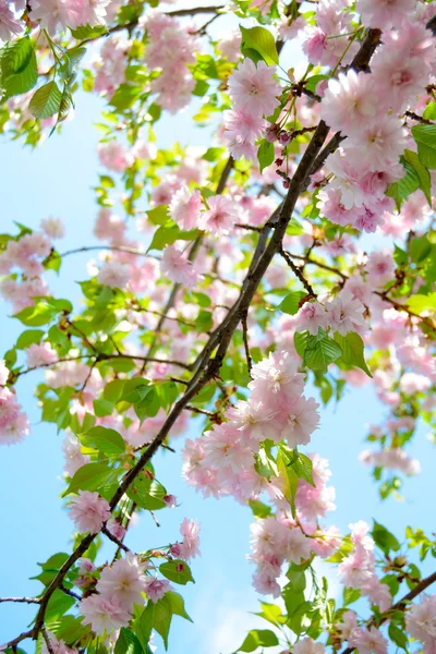 Kwiaty różowe Sakura. Tło wiosna — Zdjęcie stockowe