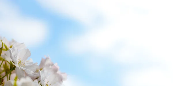 Vita körsbärsblommor mot blå himmel bakgrund — Stockfoto