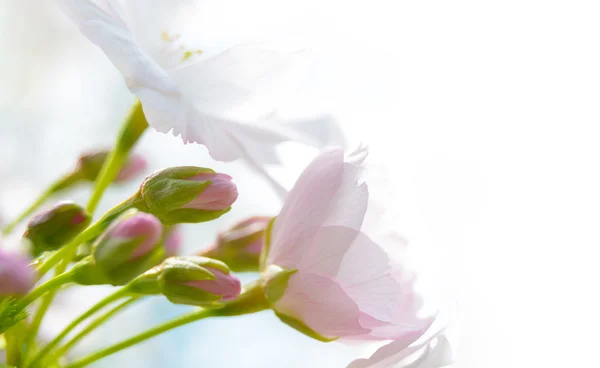 Flores de cerezo rosado contra fondo blanco —  Fotos de Stock