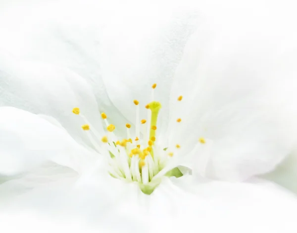 Imagem de close up da flor de cereja branca — Fotografia de Stock