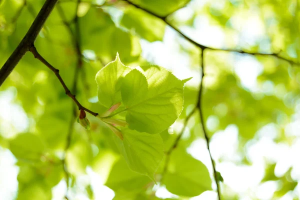 Hojas frescas de verano sobre fondo verde borroso — Foto de Stock