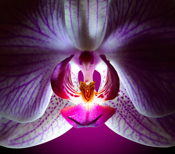 Mooie roze orchideebloem op violette achtergrond — Stockfoto