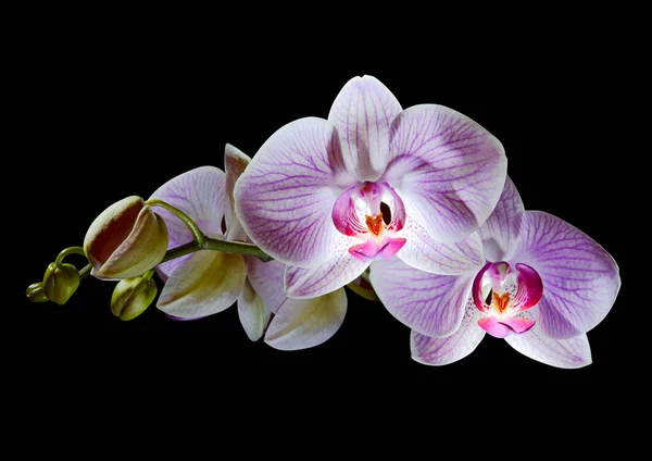 Flores cor-de-rosa bonitas do Orchid isoladas no fundo preto — Fotografia de Stock