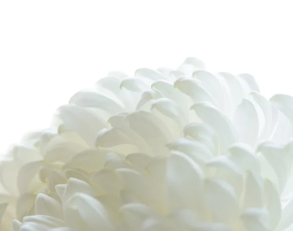 Imagen de cerca de la hermosa flor de crisantemo sobre el fondo blanco —  Fotos de Stock