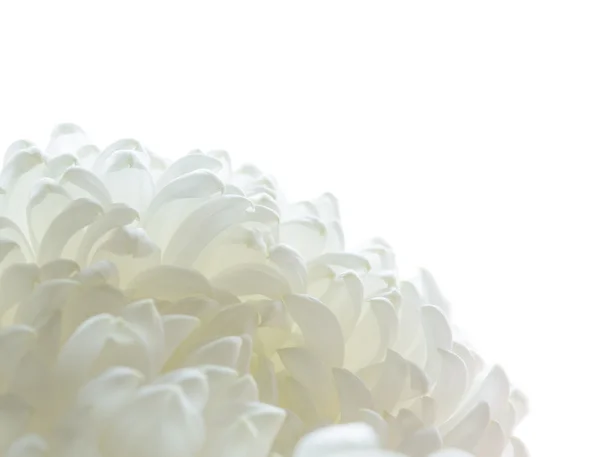 Fermer Image de la belle fleur de chrysanthème sur fond blanc — Photo