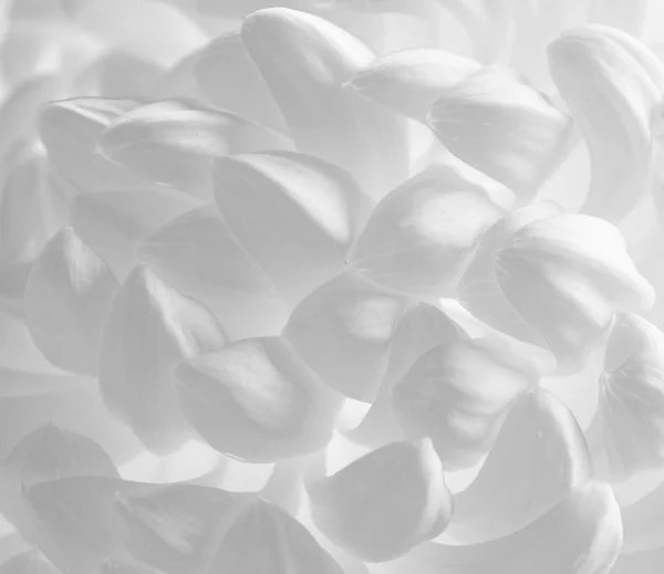 Close Up Image of the Beautiful Chrysanthemum Flower on the White Background