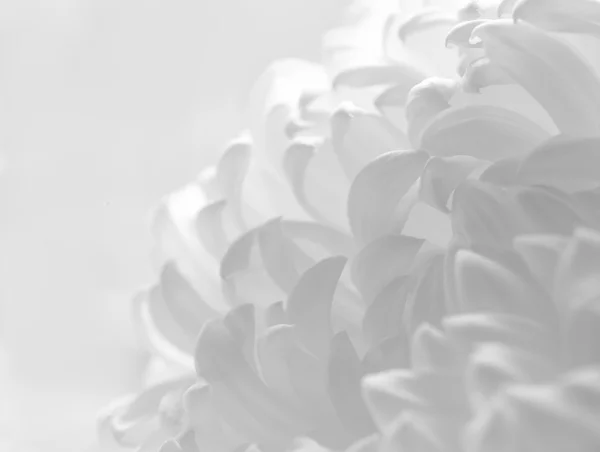 Close Up Image of the Beautiful Chrysanthemum Flower on the White Background — Stock Photo, Image