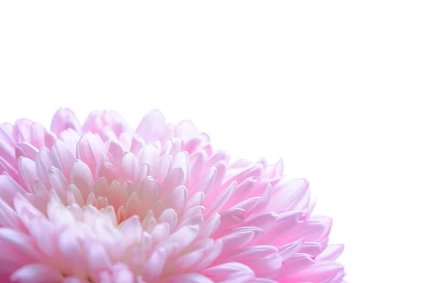 Close-up beeld van de mooie roze chrysant bloem — Stockfoto