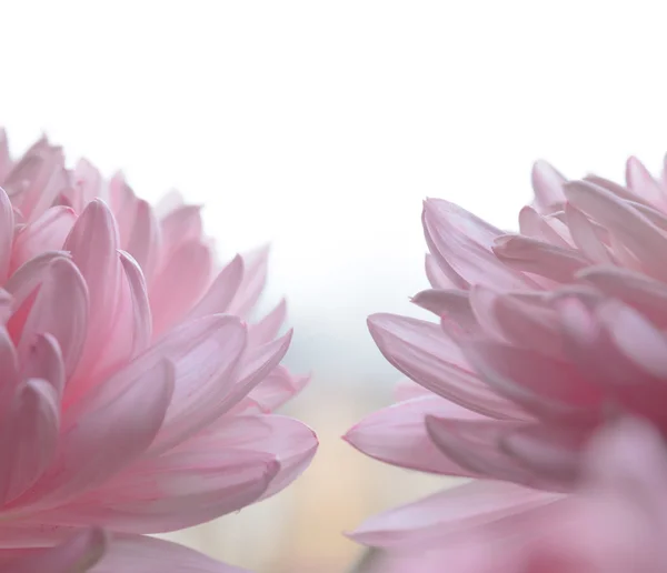 Close-up beeld van de mooie roze chrysant bloem — Stockfoto