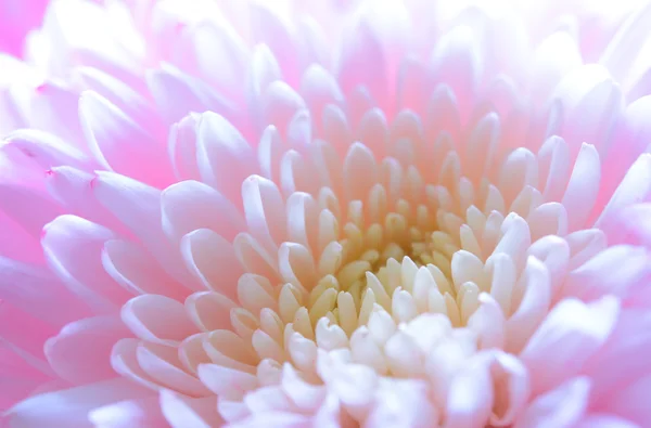 Imagen de cerca de la hermosa flor de crisantemo rosa — Foto de Stock