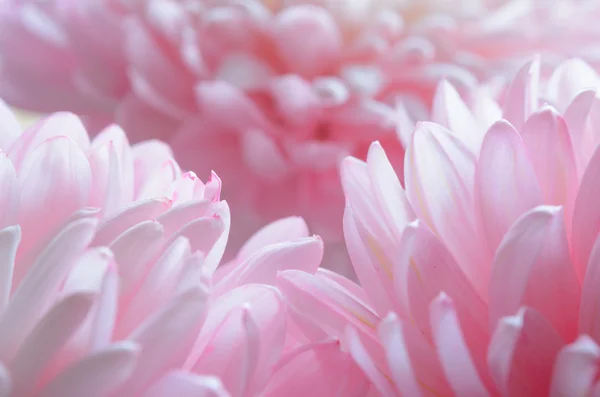 Close-up beeld van de mooie roze chrysant bloem — Stockfoto