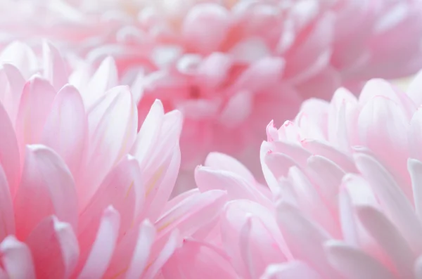 Imagen de cerca de la hermosa flor de crisantemo rosa — Foto de Stock