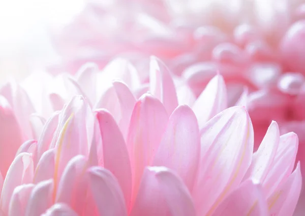 Közelkép kép a gyönyörű rózsaszín krizantém — Stock Fotó