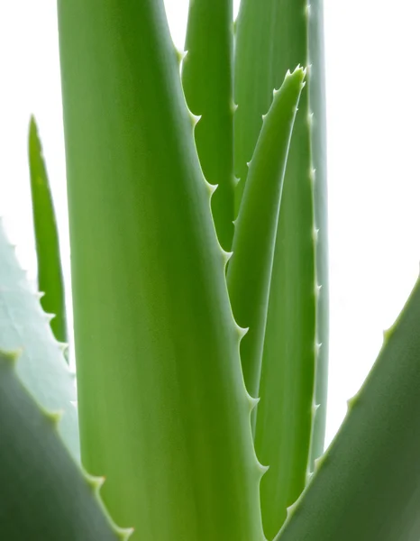 Green Aloe Vera Leafs Isolated on the White Background — Stock Photo, Image