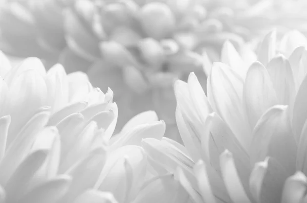 흰색 바탕에 아름 다운 국화 꽃의 이미지를 닫습니다 — 스톡 사진