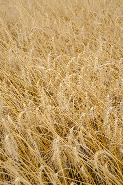 Goldener reifer Weizenhintergrund. Nahaufnahme von reifen Weizenähren — Stockfoto