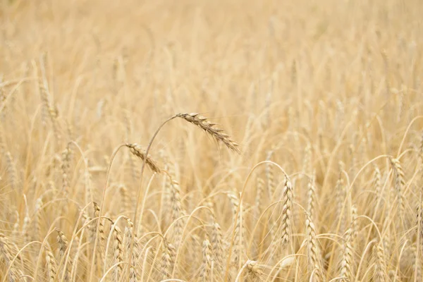 Gyllene mogen vete bakgrund. närbild av mogen vete öron — Stockfoto