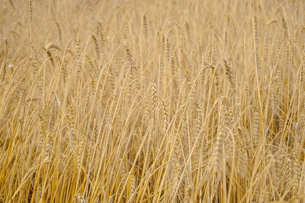Fondo de trigo maduro dorado. Primer plano de las orejas de trigo maduras —  Fotos de Stock