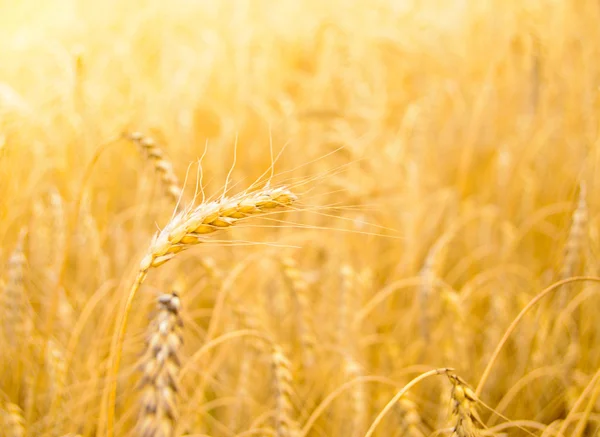 Golden Ripe Wheat Background. Close-up of Ripe Wheat Ears — Stock Photo, Image