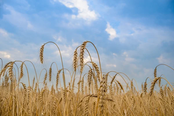 Golden Ripe Wheat Ears Against the Blue Sky — Stock Photo, Image