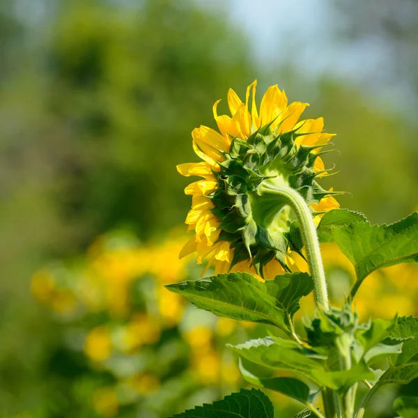 Beautiful Bright Sunflower in the Field — Stock Photo, Image