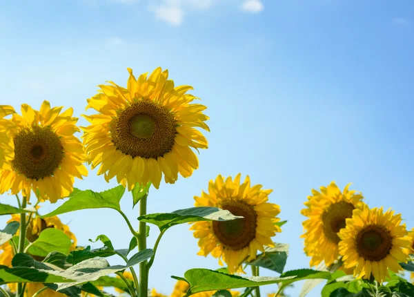 Campo di splendidi girasoli luminosi contro il cielo blu — Foto Stock