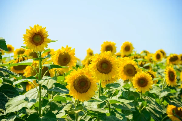 Feld schöner heller Sonnenblumen gegen den blauen Himmel — Stockfoto
